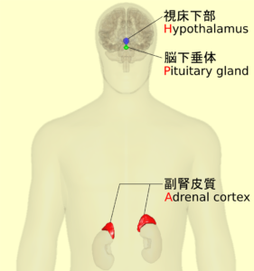 視床下部-下垂体-副腎系（ししょうかぶ かすいたい ふくじんけい、英: hypothalamic-pituitary-adrenal axis）は、ストレス応答や免疫、摂食、睡眠、情動、繁殖性行動、エネルギー代謝などを含む多くの体内活動に関して、視床下部、下垂体、副腎の間でフィードバックのある相互作用を行い制御している神経内分泌系。HPA軸（HPAじく）ともいう。 サーカディアンリズムとも関係する。